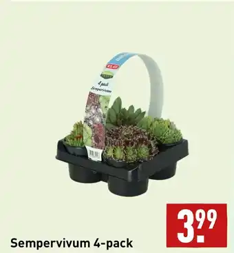 ALDI Sempervivum 4-pack aanbieding