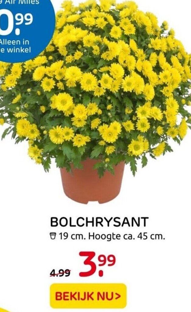 Bolchrysant 19cm aanbieding bij Praxis