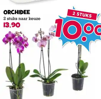 Boon`s Markt Orchidee aanbieding