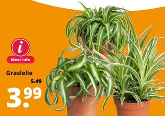 GroenRijk Graslelie aanbieding