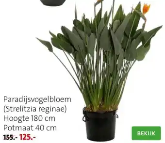 Intratuin Paradijsvogelbloem aanbieding