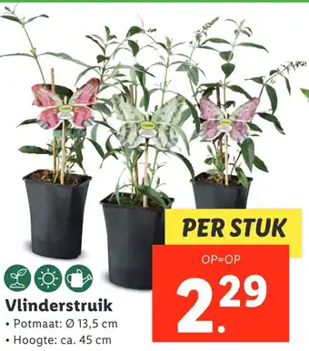 Lidl Vlinderstruik aanbieding