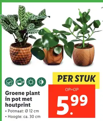 Lidl Groene plant in pot met houtprint aanbieding