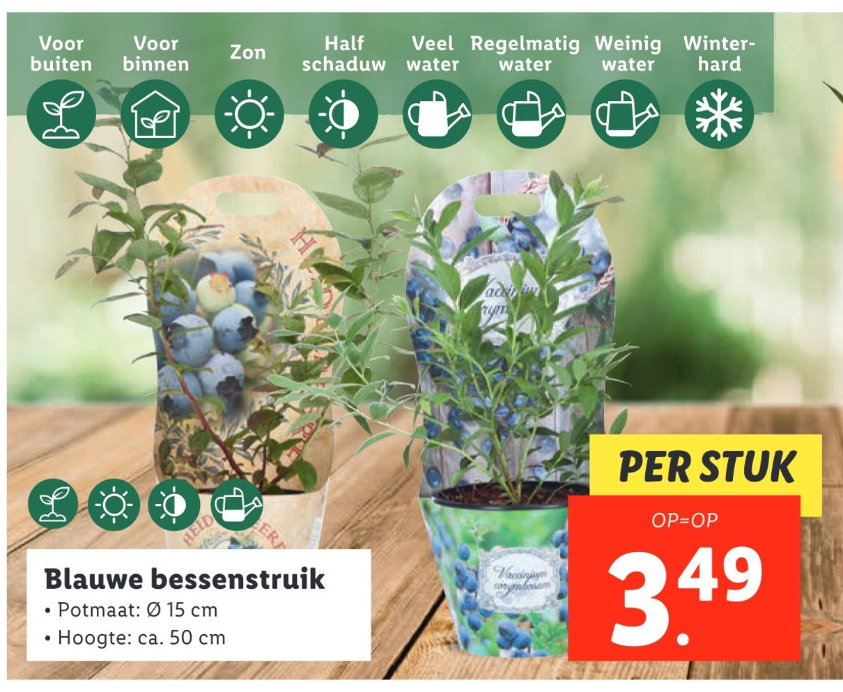 Blauwe bessenstruik aanbieding bij Lidl