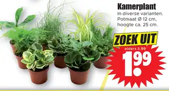 Dirk Kamerplant aanbieding