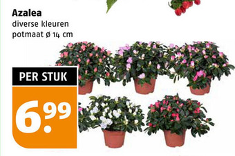 Poiesz Azalea aanbieding