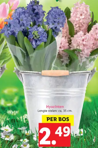 Lidl Hyacinten aanbieding