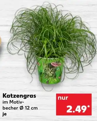 Kaufland DE Katzengras aanbieding