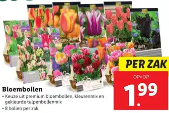 Lidl Bloembollen 8 bollen aanbieding