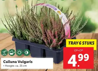 Lidl Calluna Vulgaris Hoogte: ca. 25cm aanbieding