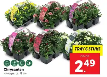 Lidl Chrysanten Hoogte: ca. 18cm aanbieding