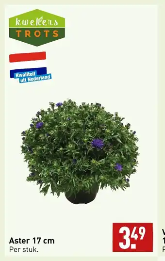 ALDI Aster 17 cm per stuk aanbieding