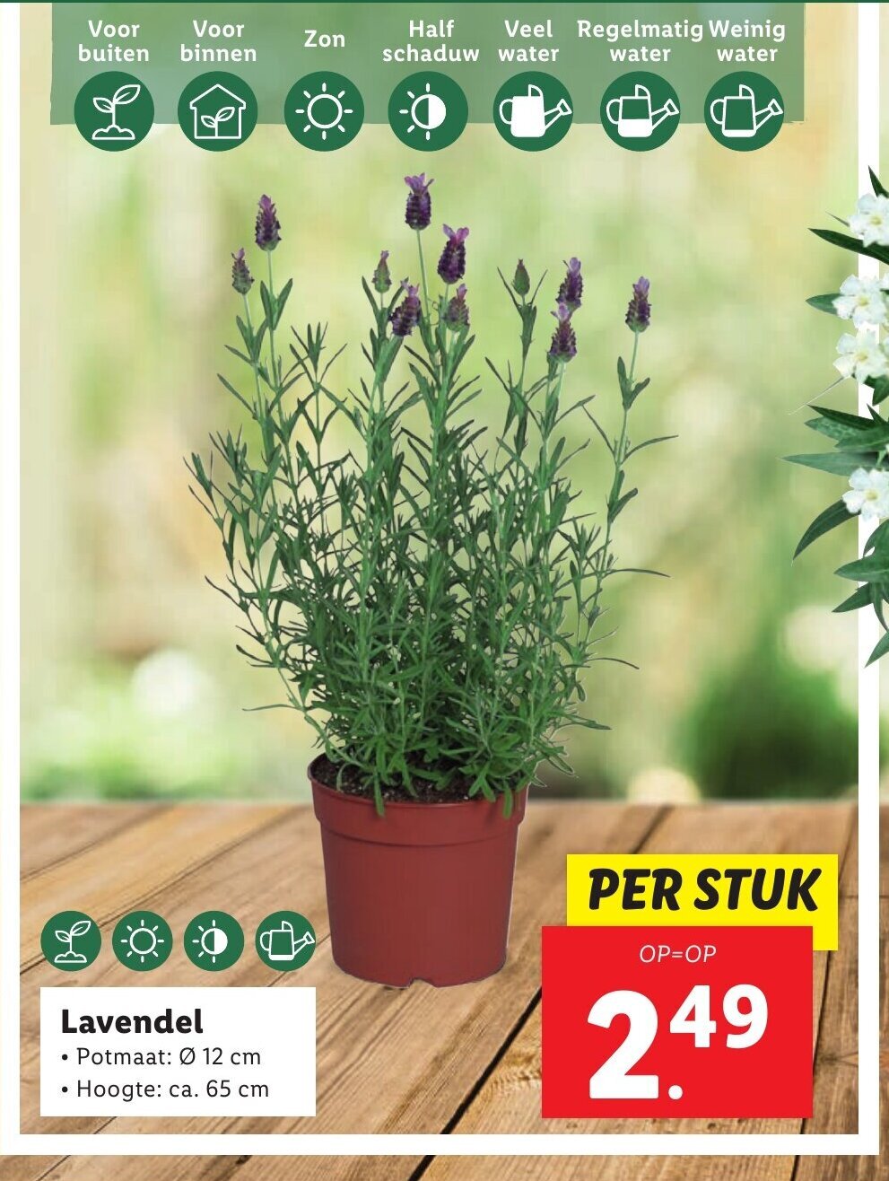 Lavendel aanbieding bij Lidl