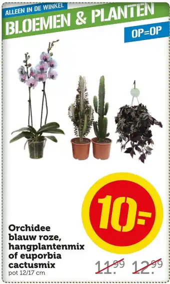 Coop Orchidee blauw roze, hangplantenmix of euporbia cactusmix pot 12/17 CM aanbieding