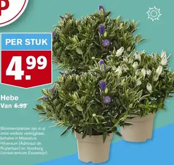 Hoogvliet Hebe aanbieding