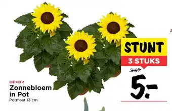 Vomar Voordeelmarkt Zonnebloem in pot 13cm aanbieding