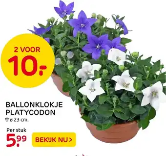 Praxis Ballonklokje platycodon aanbieding