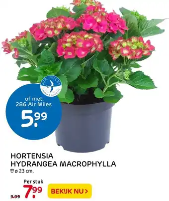 Praxis Hortensia Hydrangea Macrophylla aanbieding