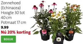 Intratuin Zonnehoed (echinacea) aanbieding