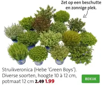 Intratuin Struikveronica (hebe 'green boys'). aanbieding