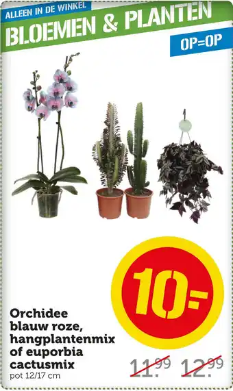 Coop Orchidee blauw roze, hangplantenmix of euporbia cactusmix aanbieding