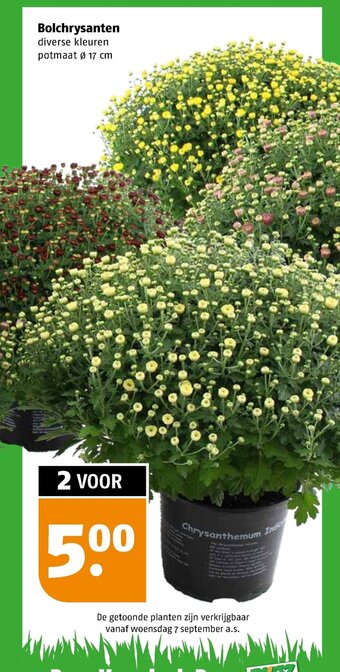 Poiesz Bolchrysanten aanbieding