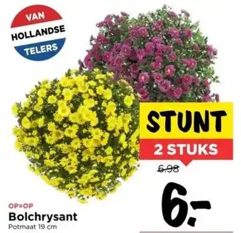 Vomar Voordeelmarkt Bolchrysant aanbieding