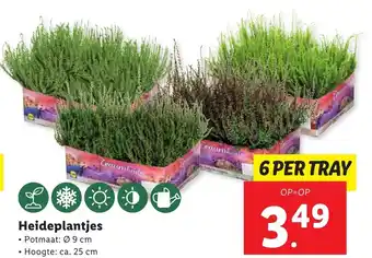 Lidl Heideplantjes aanbieding