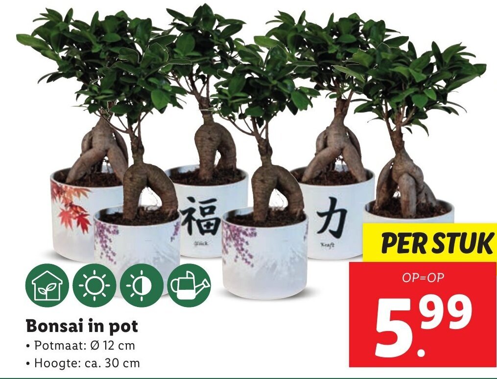Bonsai in pot aanbieding bij Lidl
