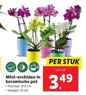 Lidl Mini-orchidee in keramische pot aanbieding