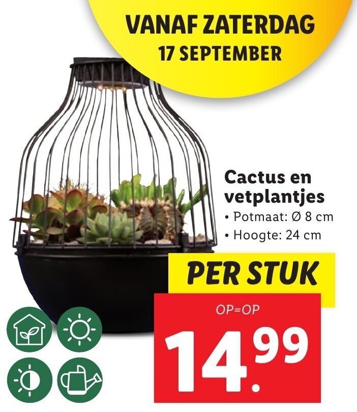 Cactus en vetplantjes aanbieding bij Lidl