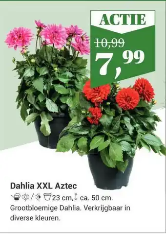 Tuincentrum Osdorp Dahlia XXL Aztec aanbieding