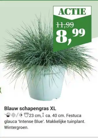 Tuincentrum Osdorp Blauw Schapengras XL aanbieding