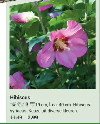 Tuincentrum Osdorp Hibiscus aanbieding