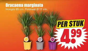 Dirk Dracaena marginata aanbieding