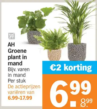 Albert Heijn Ah groene plant in mand aanbieding