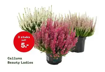 Welkoop Calluna beauty ladies aanbieding