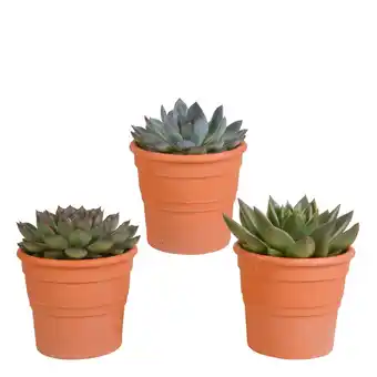 Tuincentrum Echeveria mix 3 stuks in terra 10,5 cm pot aanbieding