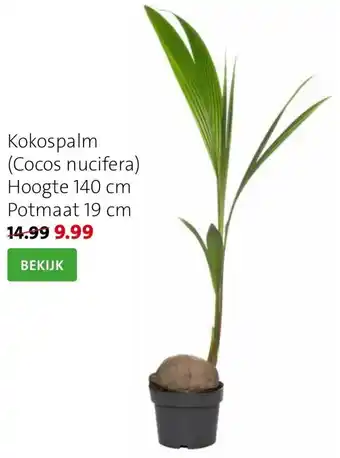 Intratuin Kokospalm hoogte 140CM potmaat 19CM aanbieding