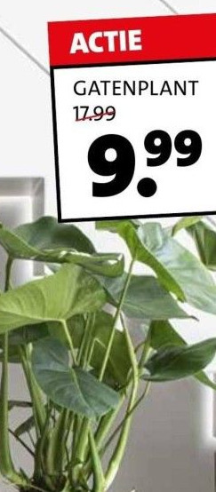 Intratuin Gatenplant aanbieding