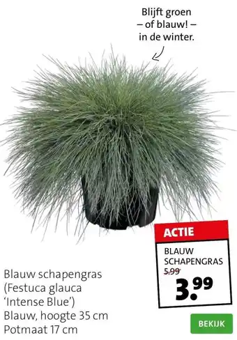 Intratuin Blauw schapengras (festuca glauca 'intense blue') aanbieding