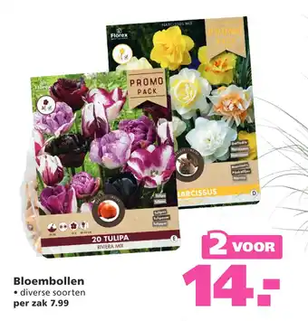 Ranzijn Bloembollen aanbieding