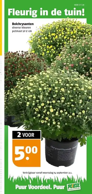 Poiesz Bolchrysanten 17 cm aanbieding