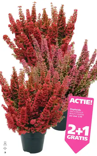 Ranzijn Dopheide aanbieding