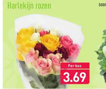 ALDI Harlekijn rozen aanbieding