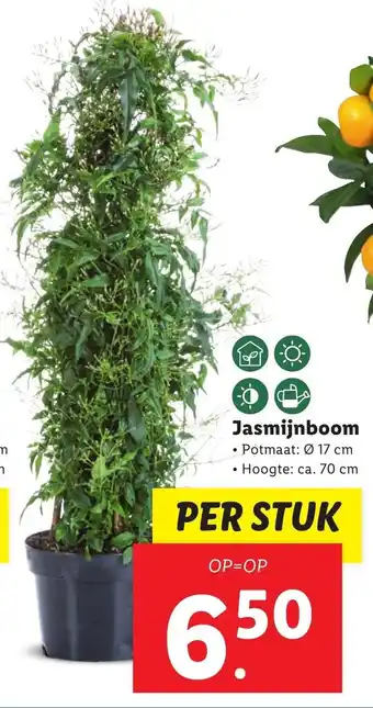 Lidl Jasmijnboom aanbieding