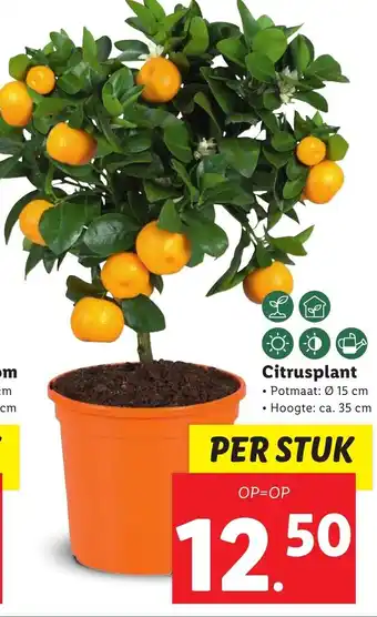 Lidl Citrusplant aanbieding