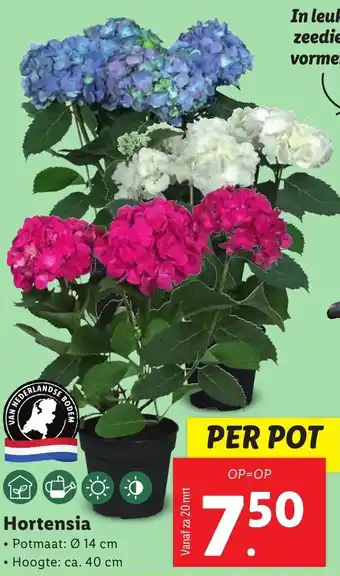 Lidl Hortensia aanbieding