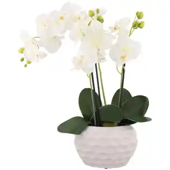 Action Orchidee in pot aanbieding