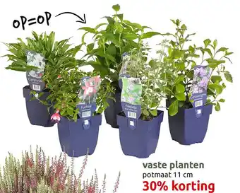 Deka Tuin Vaste planten 30% korting aanbieding